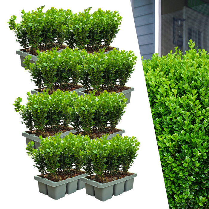 Buxus NewGen Freedom – 8x6 Pack - Winterharde Groenblijvende Struiken 48 x ↕15cm - Ø7cm - Compacte Buxus