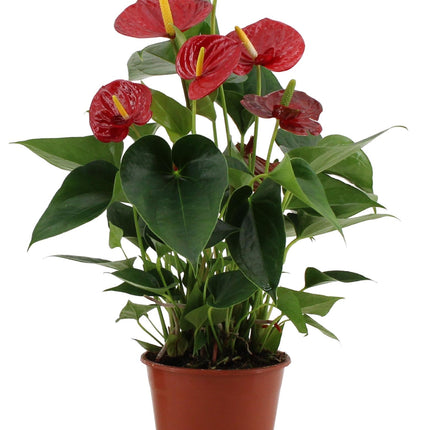 Anthurium Success Red - ↕43cm - Ø14cm