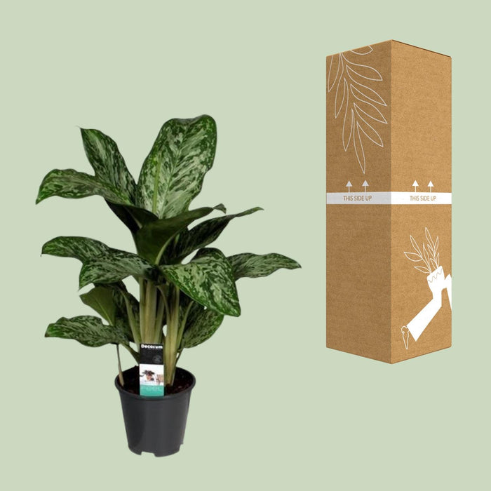 Aglaonema Greenlight - ↕60cm - Ø17cm