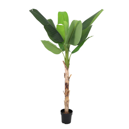 Sztuczna roślina Banana Plant Musa - ↕190cm