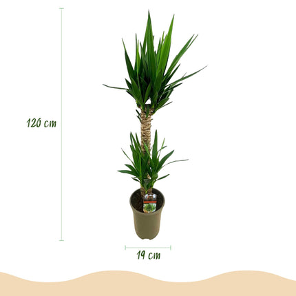 Yucca Elephantipes - ↕120cm - Ø19cm