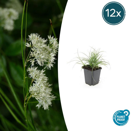 Luzula Nivea - Junco blanco como la nieve - ↕10-25cm - Ø9cm - 12x