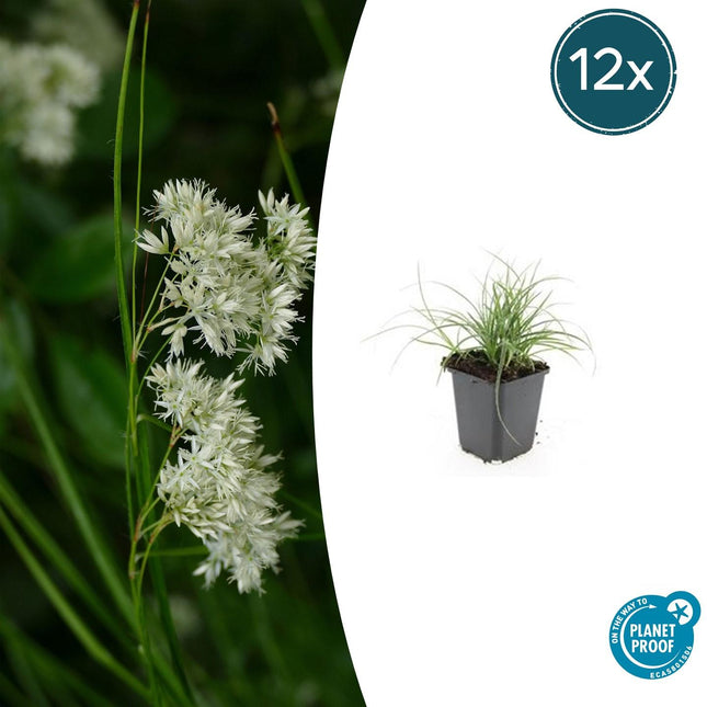 Luzula Nivea - Junco blanco como la nieve - ↕10-25cm - Ø9cm - 12x