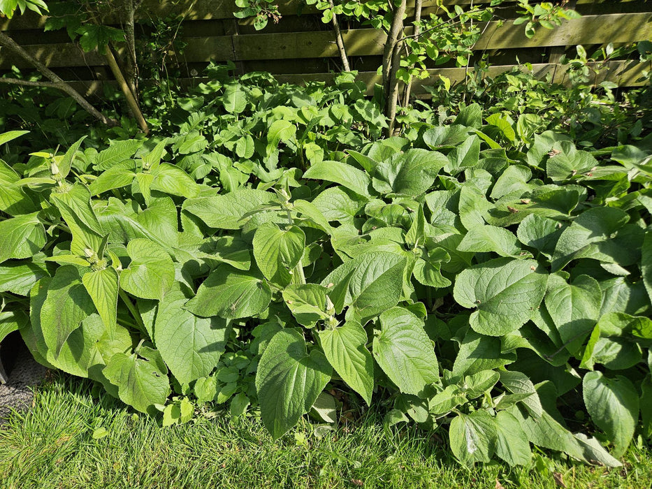 Phlomis Russeliana - Brandkruid - ↕10-25cm - Ø9cm - 20x