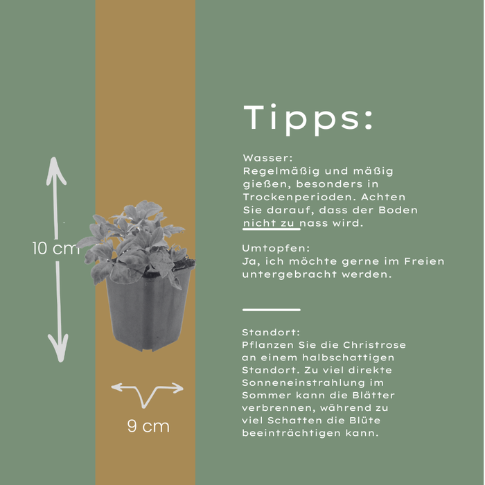 24x Helleborus orientalis - ↕10-25cm - Ø9cm