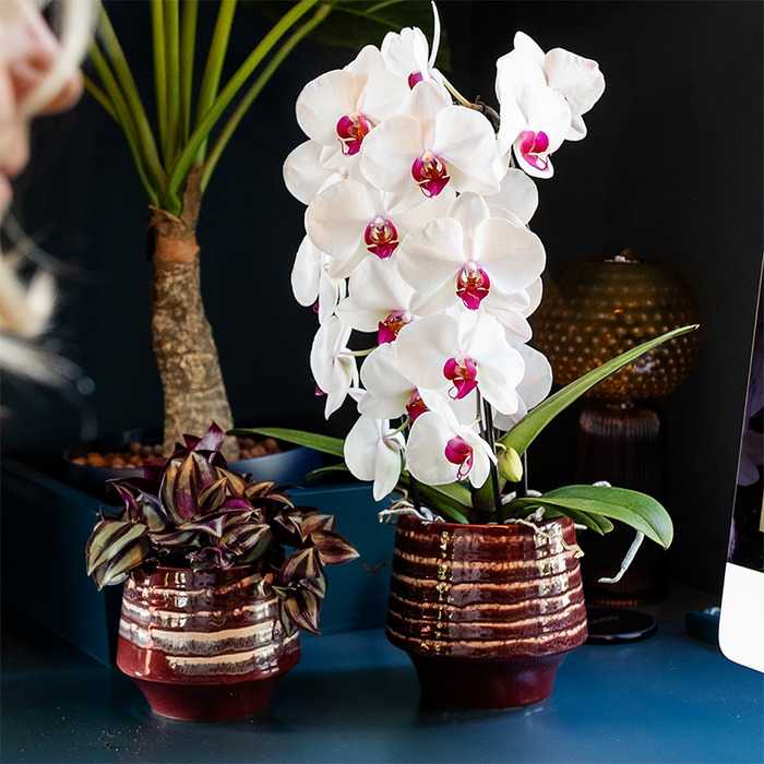 Kolibri Home | Moonstone Burgundy sierpot - Ø12cm