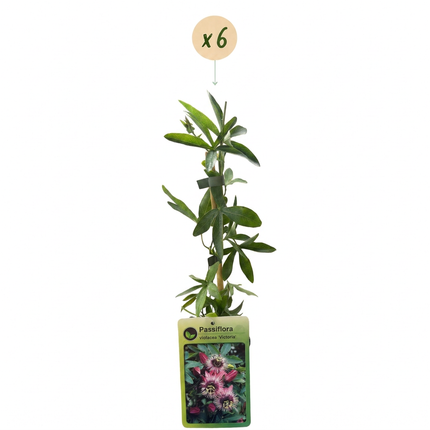 Passiflora Victoria - Passiflora Victoria 6x - Rood - Roze - Klimplant - Ø9cm - ↕35cm