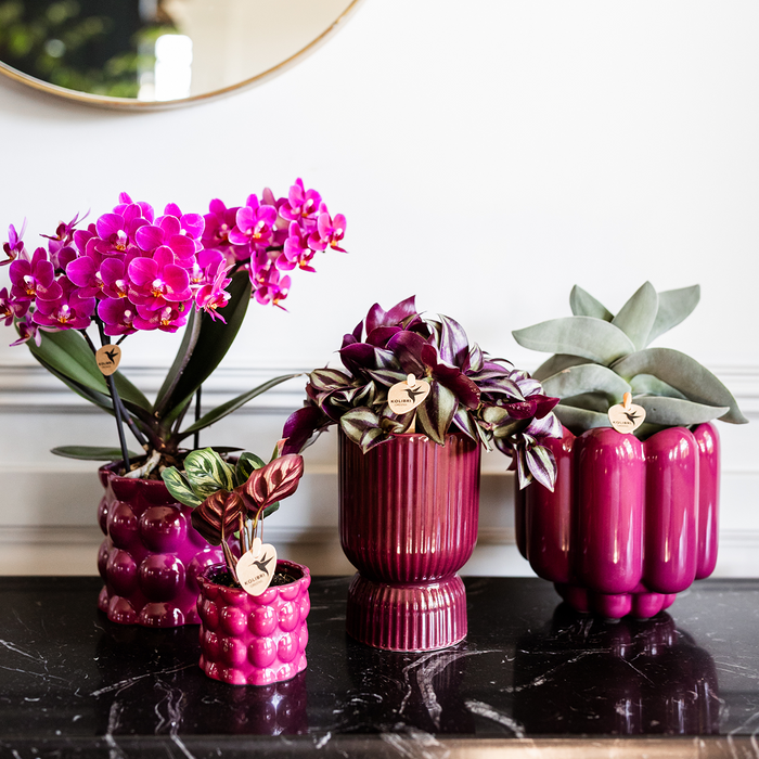 Kolibri Home | Diabolo sierpot | Ø9cm - Burgundy
