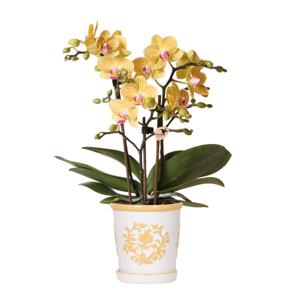 Gelbe Orchidee Lima + Malaga, dekorativer Topf, hellorange - Ø 9 cm | blühende Zimmerpflanze