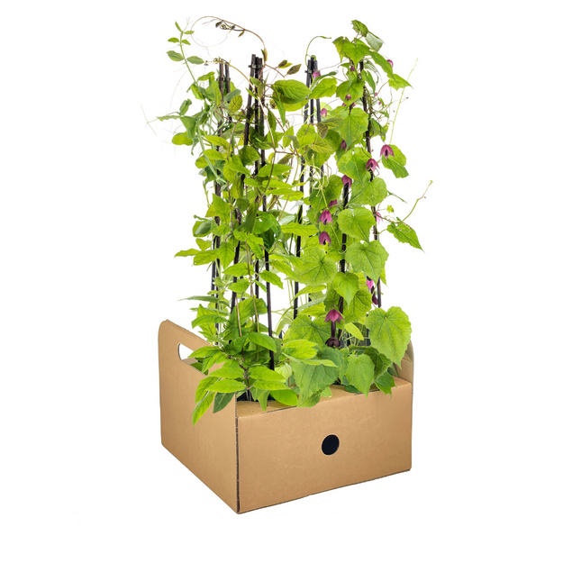 Kletterpflanzenmischung – Rhodochiton, Cobea, Lathyrus &amp; Ipomoea – ↕60 cm – Ø13 cm – 4x
