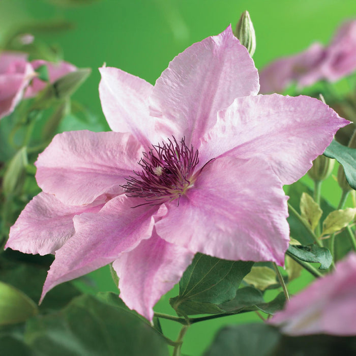 Clematis Pink Fantasy - Bosrank - Bloem Roze - ↕40cm - Ø11cm - 2x