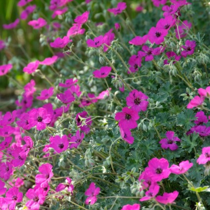 Geranium sanguineum 'Max Frei' - Bloedooievaarsbek - ↕10-25cm - Ø9cm - 6x