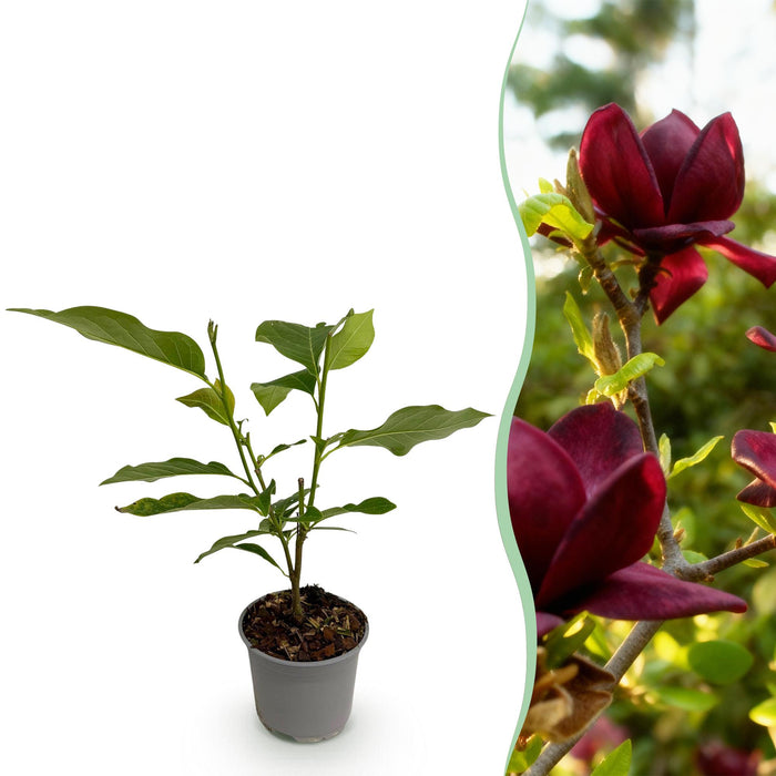 Magnolia Genie - Bloem Paars - 1 Plant - Bladverliezend - Weinig Onderhoud - Pot 12cm Hoogte 30cm