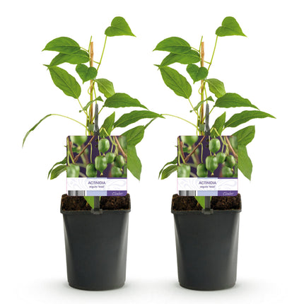 Kiwi plant - Actinidia arguta Issai - Green Fruit - 2 plants - Pot 11cm Height 40cm