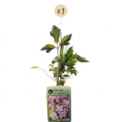 Clematis mont. 'Mayleen' - Bergclematis - Licht Roze - Klimplant - Ø9cm - ↕35cm