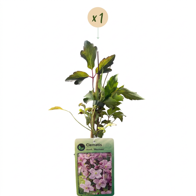 Clematis mont. 'Mayleen' - Bergclematis - Licht Roze - Klimplant - Ø9cm - ↕35cm