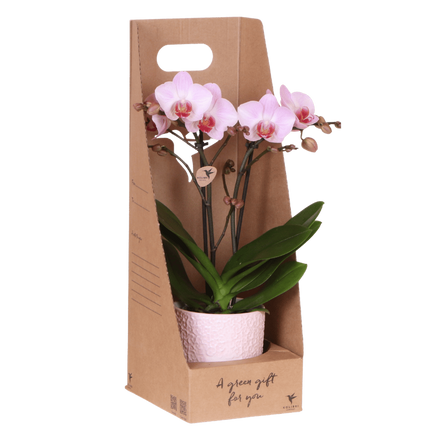 Kolibri Orchids | Roze Antwerp orchidee cadeauset - incl. giftbox, orchidee & sierpot - Ø9cm