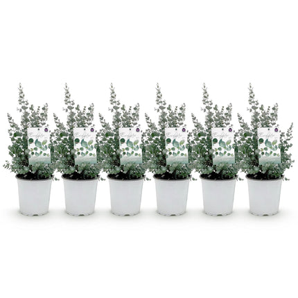 Eucalyptus gunni - Gris - 6x - ↕40cm - Ø17cm