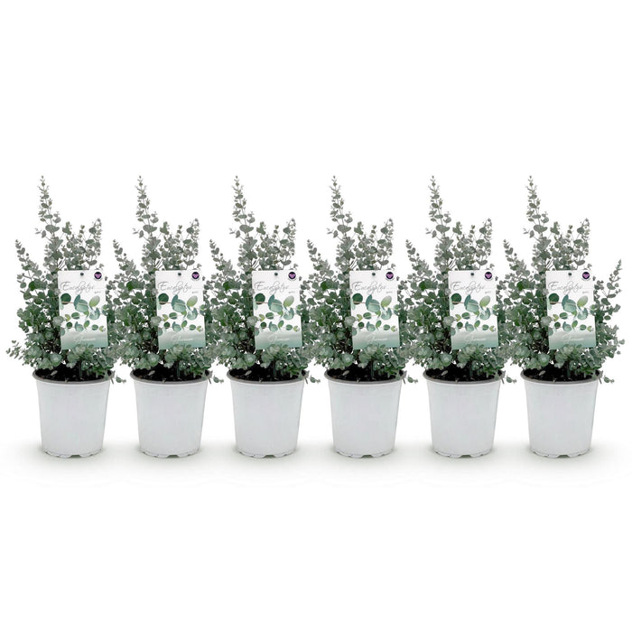 Terrasplant - Eucalyptus boom - Eucalyptus gunni  - Grijs - 6 Planten - Winterhard - Pot 17cm Hoogte 40cm