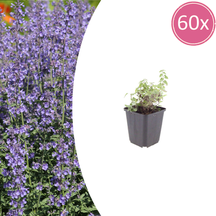 Nepeta 'Grol' -  Kattenkruid - ↕10-25cm - Ø9cm - 60x