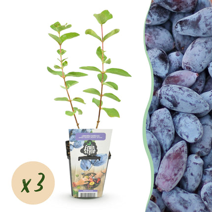 Jagoda kamczacka - Lonicera caerulea Kamtschatica - Mrozoodporna - 3 rośliny - doniczka 9 cm - Borówka