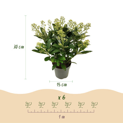 Skimmia Japonica Finchy - Bloem Wit - 15+ Bloemen - ↕30cm - Ø15cm - 2x