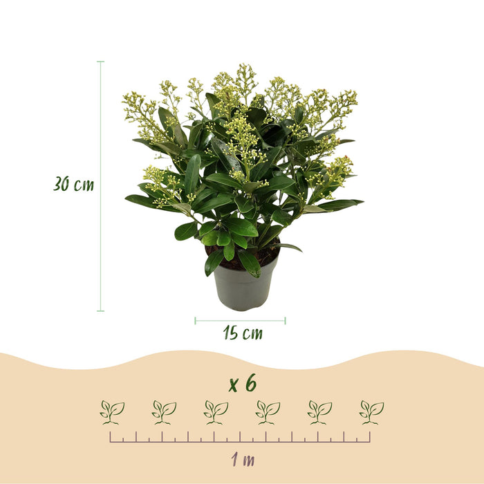 Skimmia japonica Finchy - Bloem Wit - 15+ Bloemen - ↕30cm - Ø15cm - 2x
