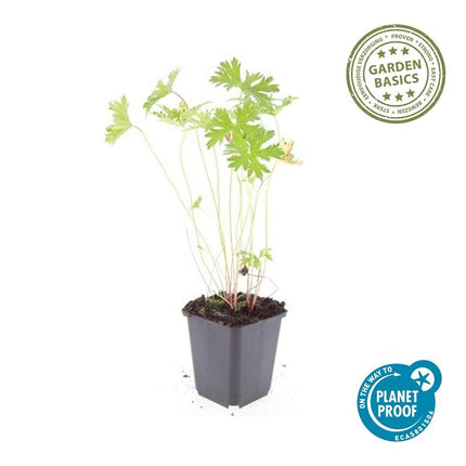Geranium 'Johnson's Blue' - Ooievaarsbek - ↕10-25cm - Ø9cm - 24x