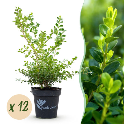 Buksbomhæk - BetterBuxus Babylon Beauty - Modstandsdygtig over for buksbomskimmel - 2 løbende meter - ↕30-35cm - Ø13cm - 12x