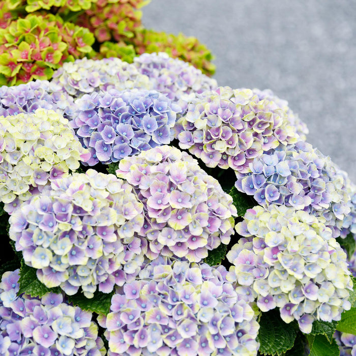 Terrasplant - Hortensia - Hydrangea Magical Jewel Blue - Blauw - 6-10 Bloemen - Pot 23cm Hoogte 55cm