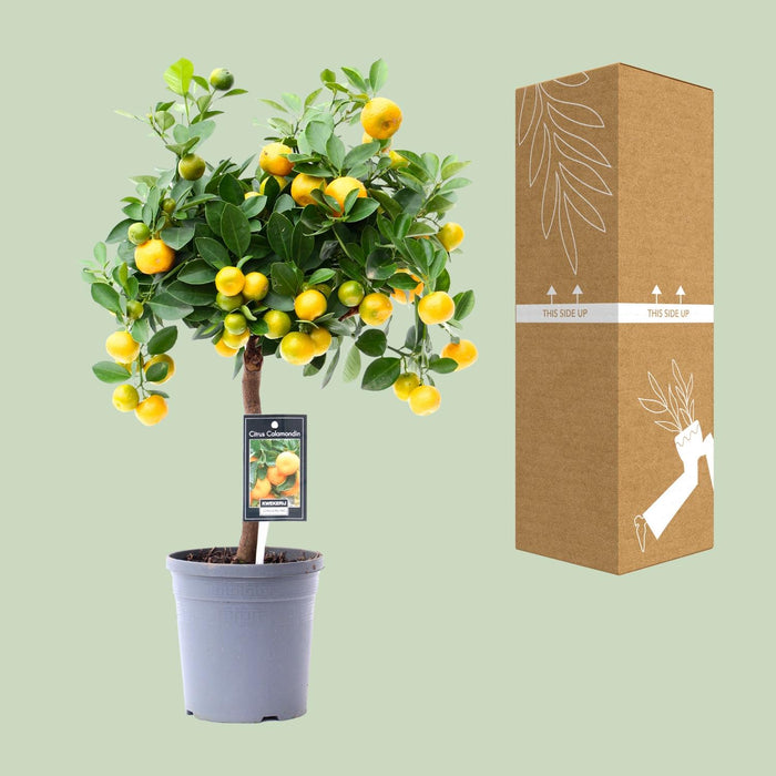 Citrus Calamondin - ↕45cm - Ø15cm