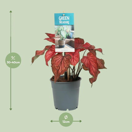 Caladium Red - ↕25cm - Ø12cm