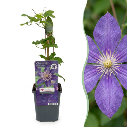 Clematis Multi Blue - Bosrank 6x - Blauw - Klimplant - Ø9cm - ↕35cm