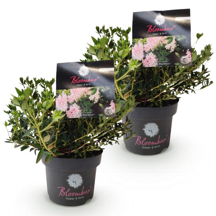 Dwerg Rhododendron - Rhododendron Bloombux Light Pink - Bloeiende Buxus -  Licht Roze Bloem - ↕30-40cm - Ø17cm - 2x