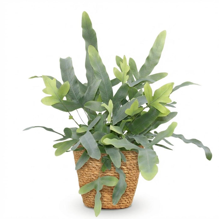 Phlebodium aureum Blue Star - Blauwe Varen - met Mand - ↕25cm - Ø12cm