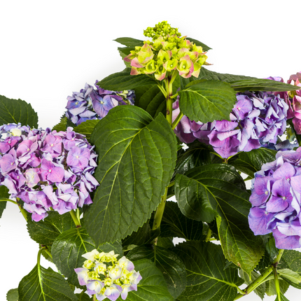 Hortensia Macrophylla Blå - ↕70-80cm - Ø24cm