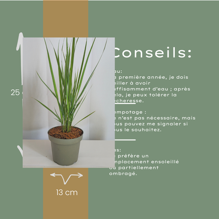 Panicum virgatum ‘Northwind’ – Vingergras - Ø12cm - 6x