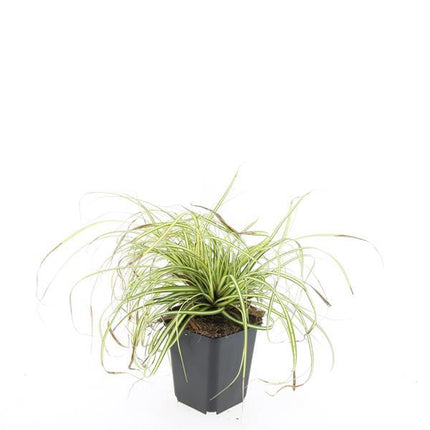 Carex oshimensis 'Evergold' - Zegge - ↕10-25cm - Ø9cm - 48x