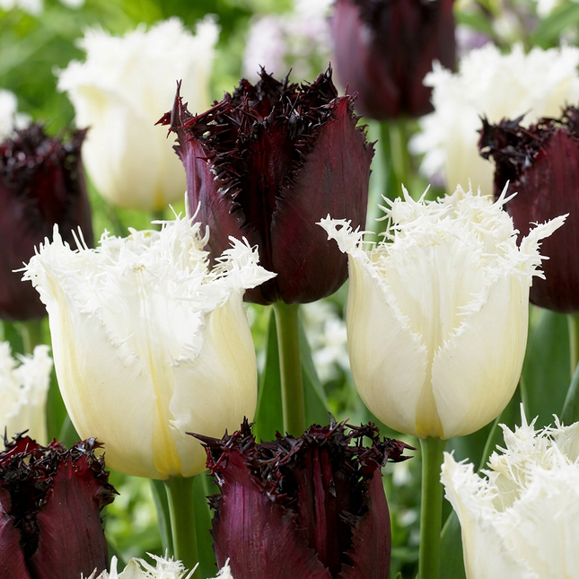 30x Tulipa Breakdance mix - Bloembollen - Tulp Breakdance mix - Diversen - Voorjaarsbloeier - Bolmaat 11/12