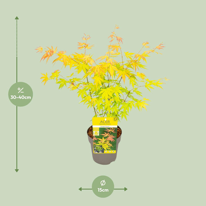 Acer Palmatum Orange Dream - Japanse Esdoorn - ↕30cm - Ø15cm