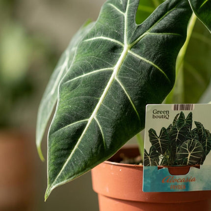 Alocasia Frydek - Orecchio d'elefante - ↕60cm - Ø19cm