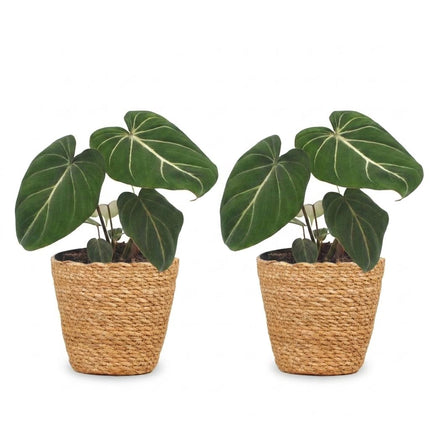 Philodendron Gloriosum - Glorie Philodendron - met Mand - ↕25cm - Ø12cm - 2x