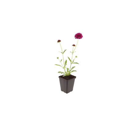 Knautia macedonica - Korona łąkowa - ↕10-25cm - Ø9cm