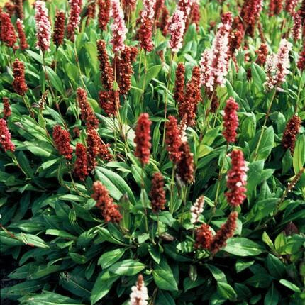 Persicaria affinis 'Darjeeling Red' - Duizendknoop - ↕10-25cm - Ø9cm - 48x