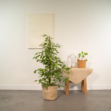 Ficus Benjamina Goldenking in Mand Selin - ↕95cm - Ø21cm