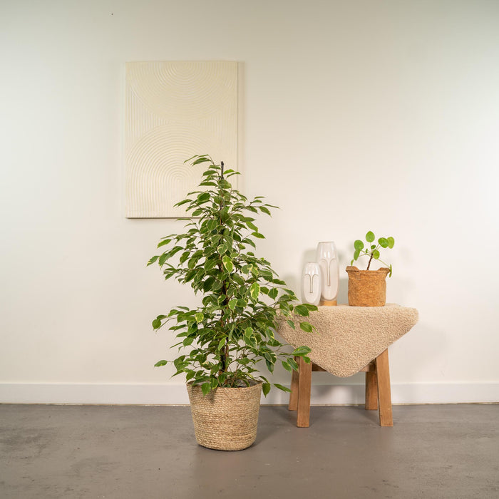 Ficus Benjamina Goldenking in Mand Selin - ↕95cm - Ø21cm