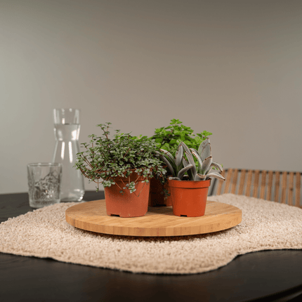 Vetplanten Mix - ↕10 cm - Ø8,5cm - 9x
