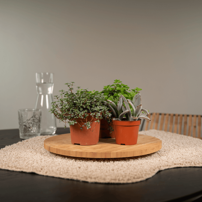 Vetplanten Mix - ↕10 cm - Ø8,5cm - 9x