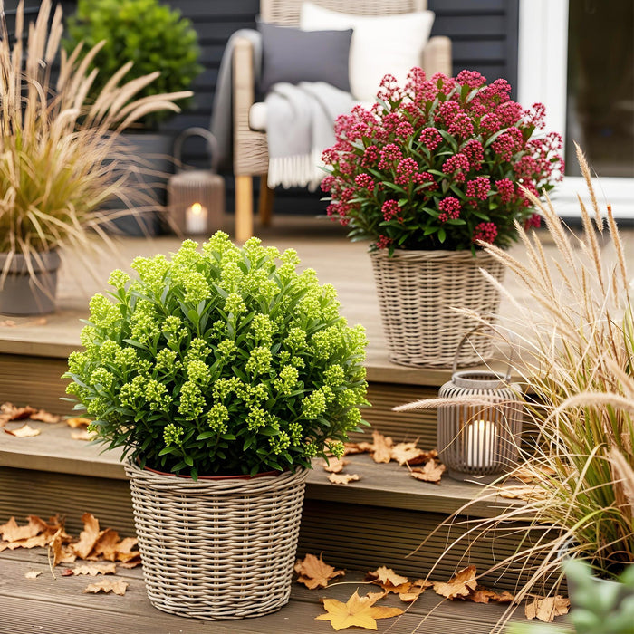Skimmia japonica Duo - Bloem Wit & Rood - 40+ Bloemen - ↕60cm - Ø19cm - 2x