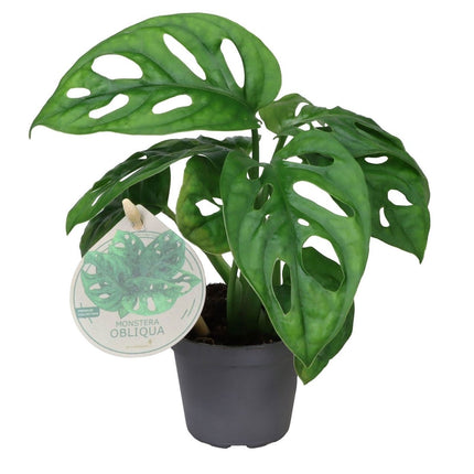Monstera Obliqua - Groen - Tropisch - Ø6cm - ↕12cm